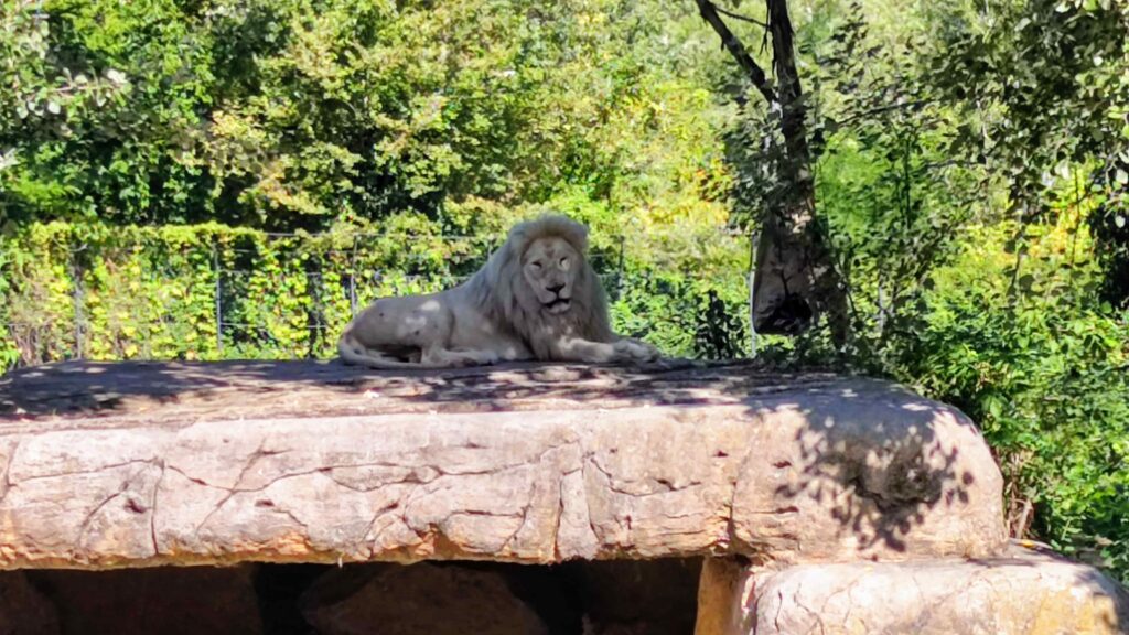 leone bianco a riposo sulla roccia al parco natura viva