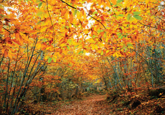foliage del monte amiata