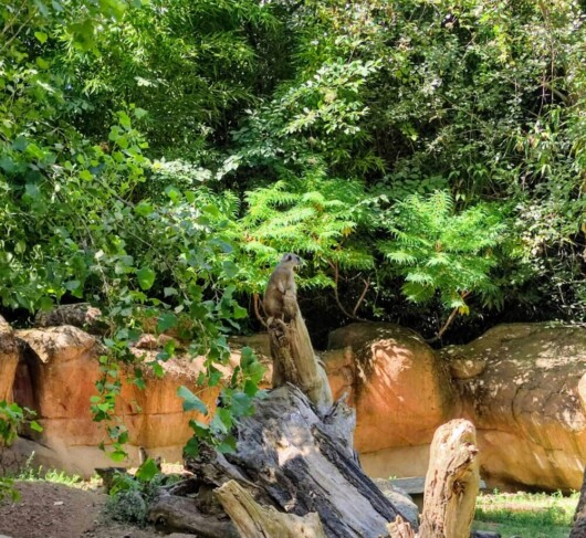 suricata arrampicato su un tronco nel parco di bussolengo